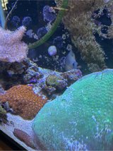 favia hard coral green and orange in Okinawa, Japan