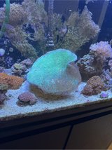 mushroom coral in Okinawa, Japan