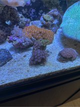 rock of zoas in Okinawa, Japan