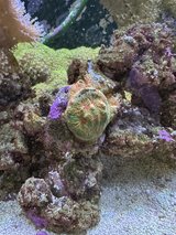 favia hard coral green and orange in Okinawa, Japan