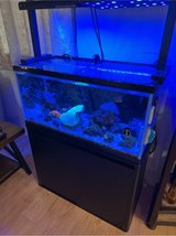 45 gallon saltwater fish tank in Okinawa, Japan