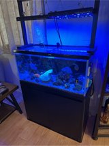 45 gallon salt water fish tank in Okinawa, Japan