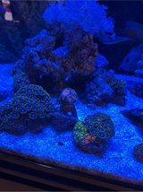 brain coral rock in Okinawa, Japan
