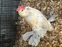 ROOSTER (Porcelain d'Uccle Bantam) in Warner Robins, Georgia
