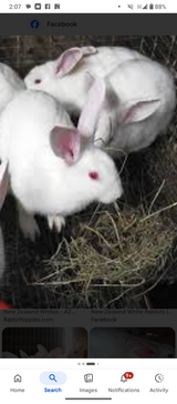 Flemish/New Zealand/Californian Cross Rabbits in Fort Leonard Wood, Missouri