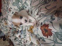 Chihuahua Puppy in Fort Polk, Louisiana