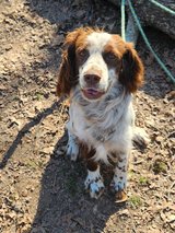 English springer spaniel in Fort Leonard Wood, Missouri