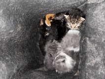 Kittens available in bout 5 wks in Camp Lejeune, North Carolina