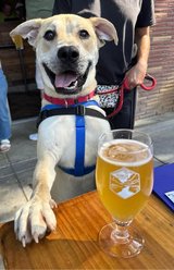 Bowie the Social Butterfly in Roseville, California