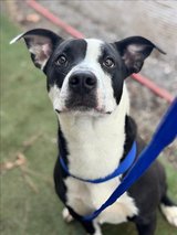 Cymbol the Perfect Dog You’re Looking For in Sacramento, California
