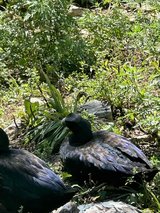 2 female black East Indies + 1 male call in Fort Leonard Wood, Missouri