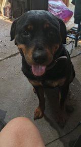 Female Rottweiler in Fort Polk, Louisiana