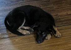 German Shepherd in Warner Robins, Georgia