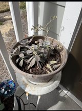 Ghost plants (succulents) in Wilmington, North Carolina