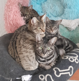 F1 Savannah Kittens Available in Baumholder, GE
