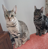 F1 Savannah Kittens Available. in Stuttgart, GE