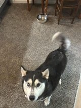 Female Husky in Camp Lejeune, North Carolina