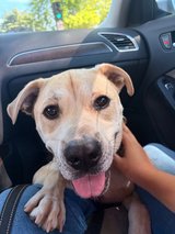 Bowie the Social Butterfly in Sacramento, California