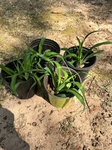 Orange Day Lilies $3/pot in Byron, Georgia
