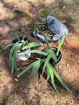 Purple Iris and Liriope  $4/pot/bag in Byron, Georgia