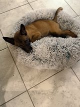 Belgian Malinois Puppy in Spring, Texas