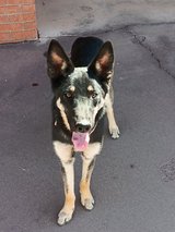 Found Dog in Alamogordo, New Mexico