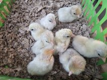 serama chicks in Fort Polk, Louisiana