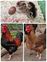 chicks in Fort Polk, Louisiana