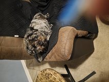 Dog to good home in Fort Benning, Georgia