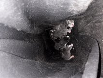 Kittens available in about 6 wks or so in Camp Lejeune, North Carolina