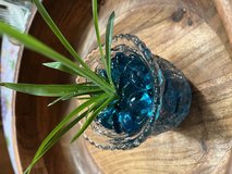 Spider plants in Fort Drum, New York