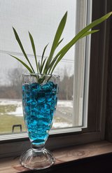 Spider plant 2 in Fort Drum, New York