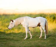 Basic Horsemanship & Western Riding lessons in Fort Polk, Louisiana