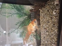 Fish needs home in Okinawa, Japan