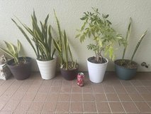 Outdoor Snake Plants + Money Tree ?? ?? in Okinawa, Japan