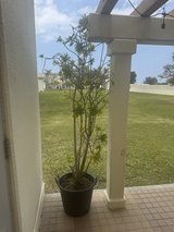 Large Outdoor Tree / Plant in Okinawa, Japan