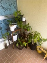 Outdoor Plants ?? ?? in Okinawa, Japan