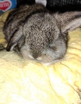 Holland Lop Kits in Fort Polk, Louisiana