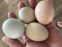 Hatching eggs or chicks in Fort Leonard Wood, Missouri