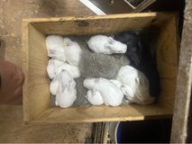 kits. ( baby rabbits ) in Fort Polk, Louisiana