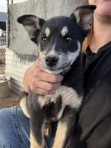 Aussie/Husky mix puppies in Alamogordo, New Mexico