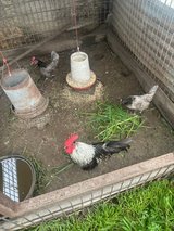 Blue Self ( yellow blues) chicks bantam’s in Fort Polk, Louisiana