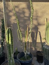 desert cactus, Mesquite’s, fig trees, olive and more in 29 Palms, California