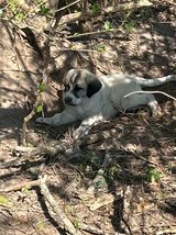 Pyrenees/anatolian puppies in DeRidder, Louisiana