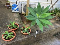 Outdoor Plants… in Okinawa, Japan