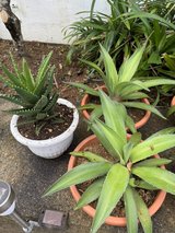 SALE!!! Outdoor Plants in Okinawa, Japan