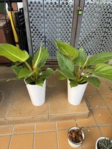 House Plants in Okinawa, Japan