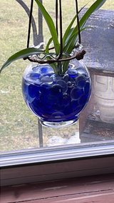 Spider plants in Fort Drum, New York