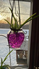 Spider plant 3 in Fort Drum, New York