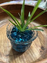 Spider plant 2 in Fort Drum, New York